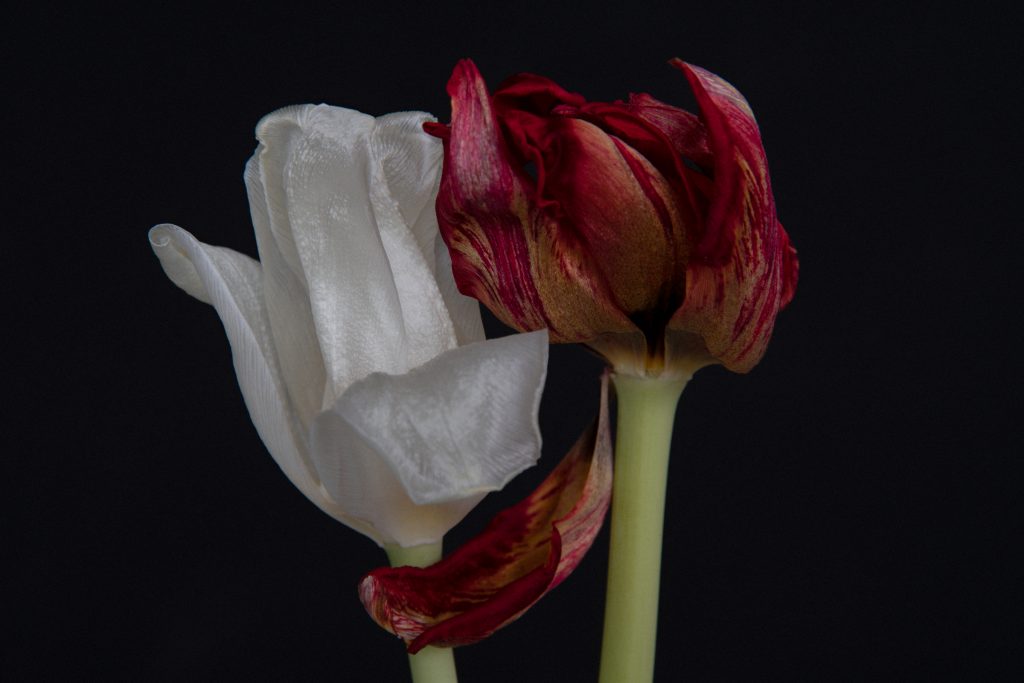 To tulipaner har funnet tonen. Foto: Kristin B. Bruun