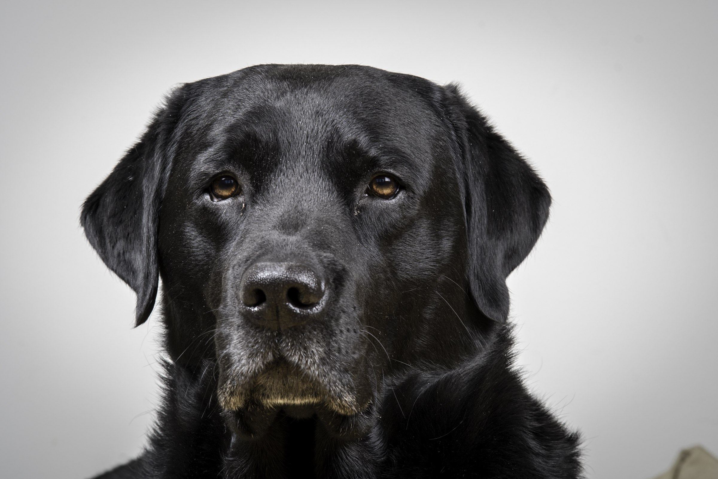 Marley labrador, elinchrom studiolys. Foto: Kristin B. Bruun