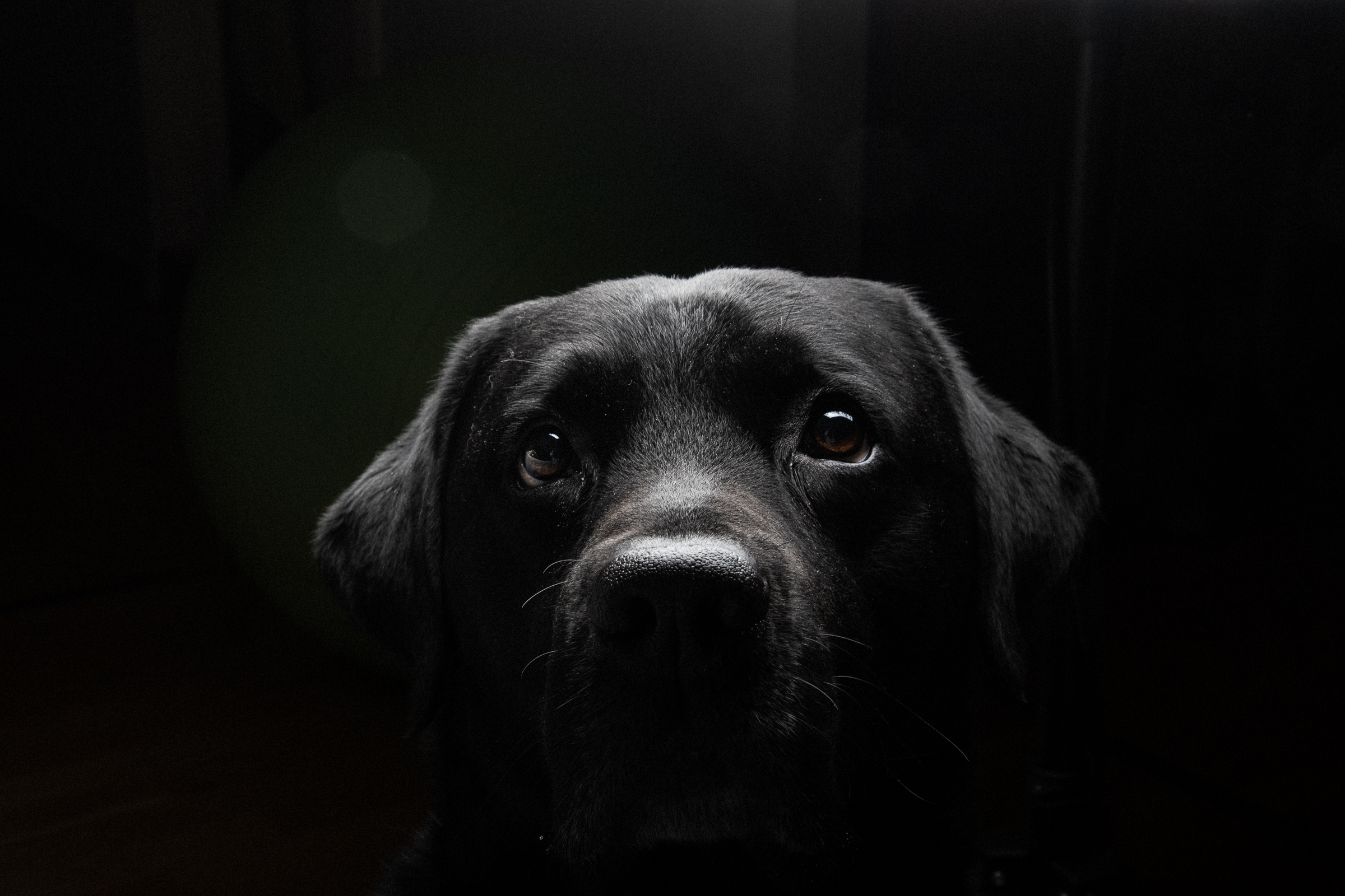 Marley labrador - foto: Kristin B. Bruun